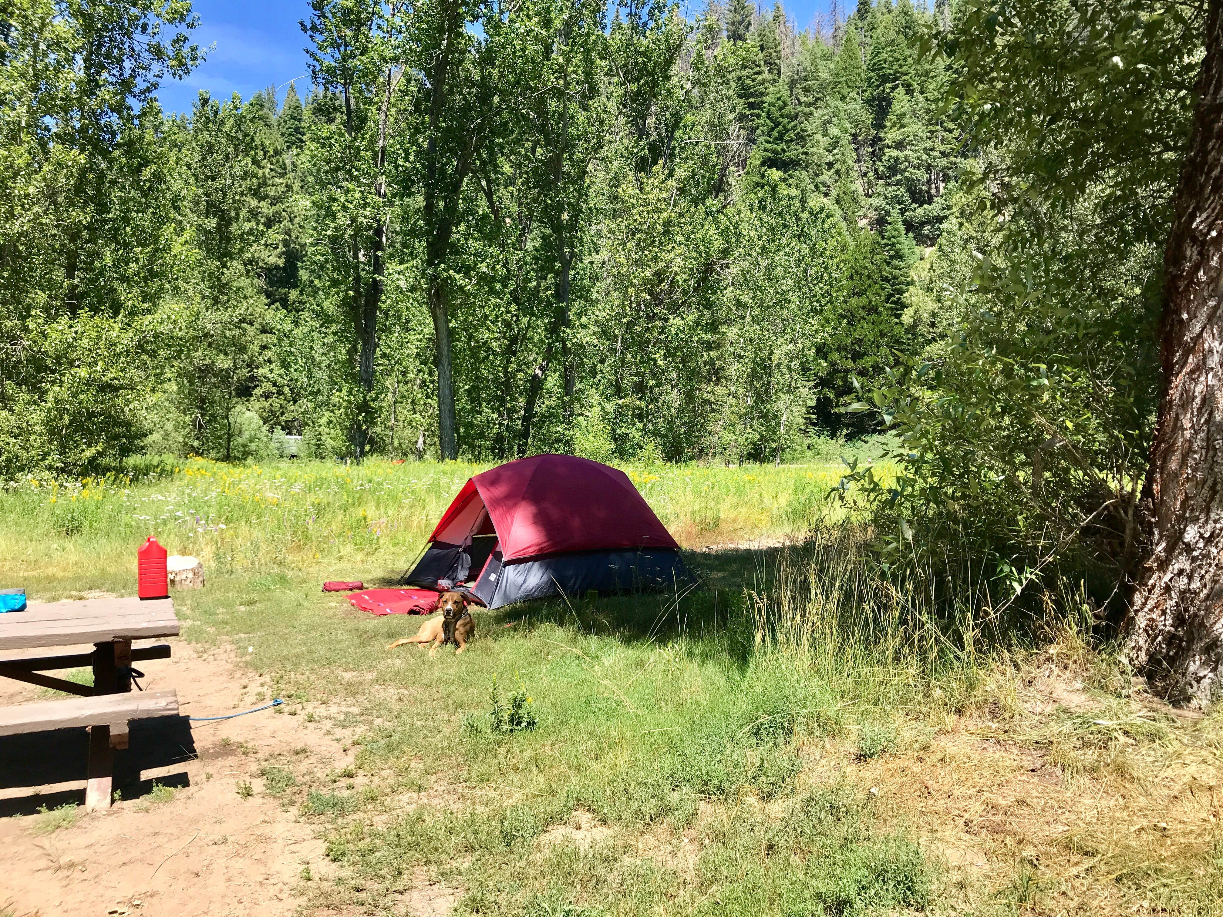 Nathan G.'s photo at Summerdale Campground - Sierra National Forest near Wawona, CA