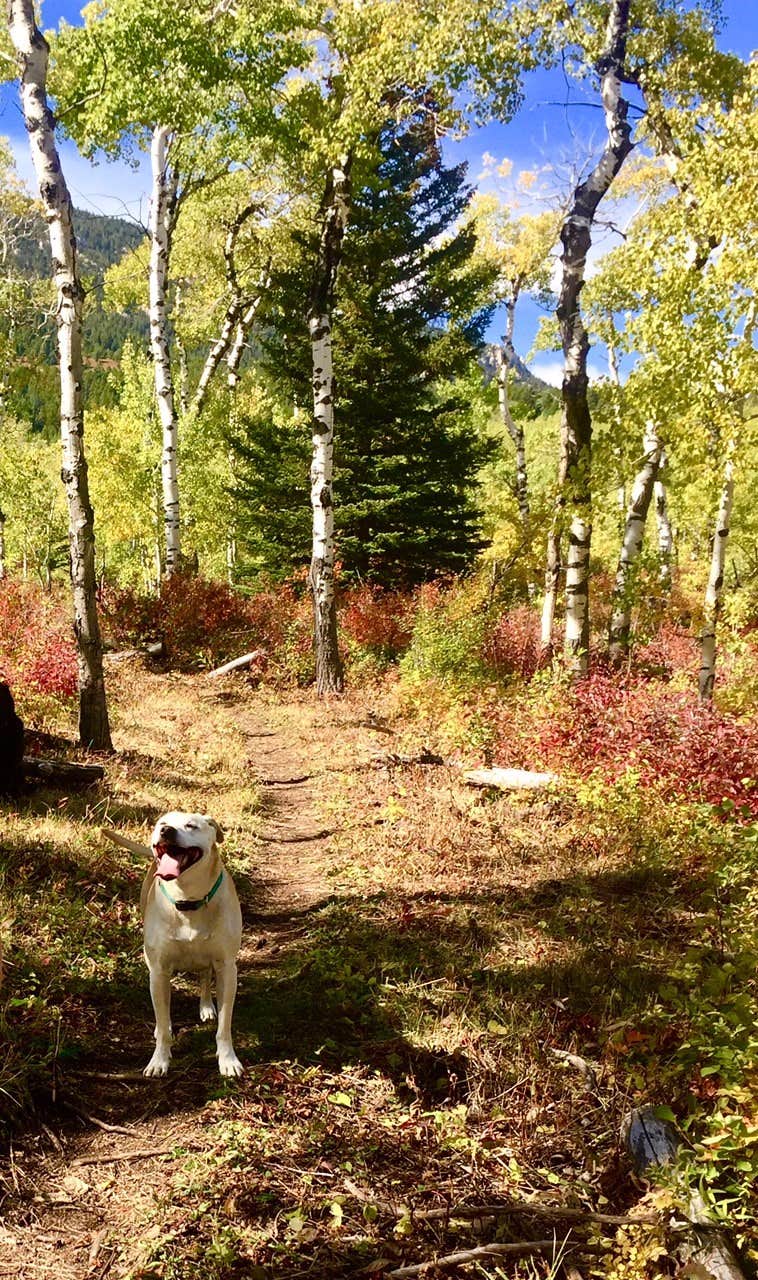 Camper-submitted photo at Palisades Campground near Cameron, MT