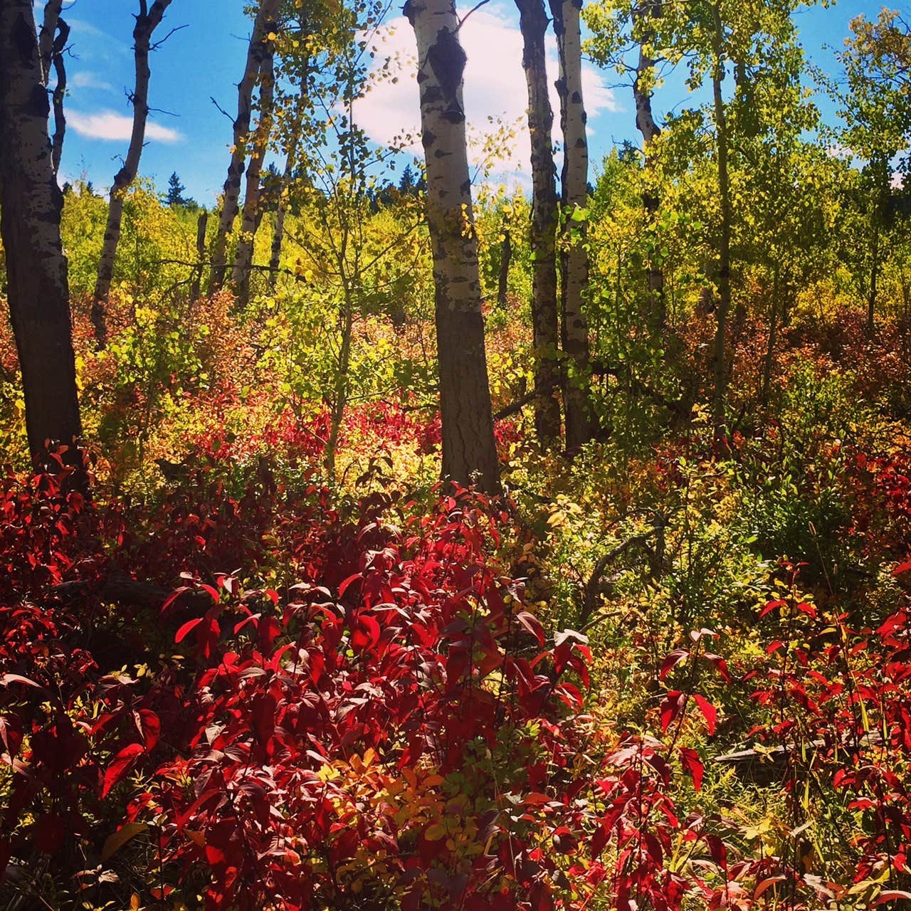 Camper-submitted photo at Palisades Campground near Cameron, MT