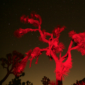 Review photo of Black Rock Campground — Joshua Tree National Park by Dani P., July 14, 2019