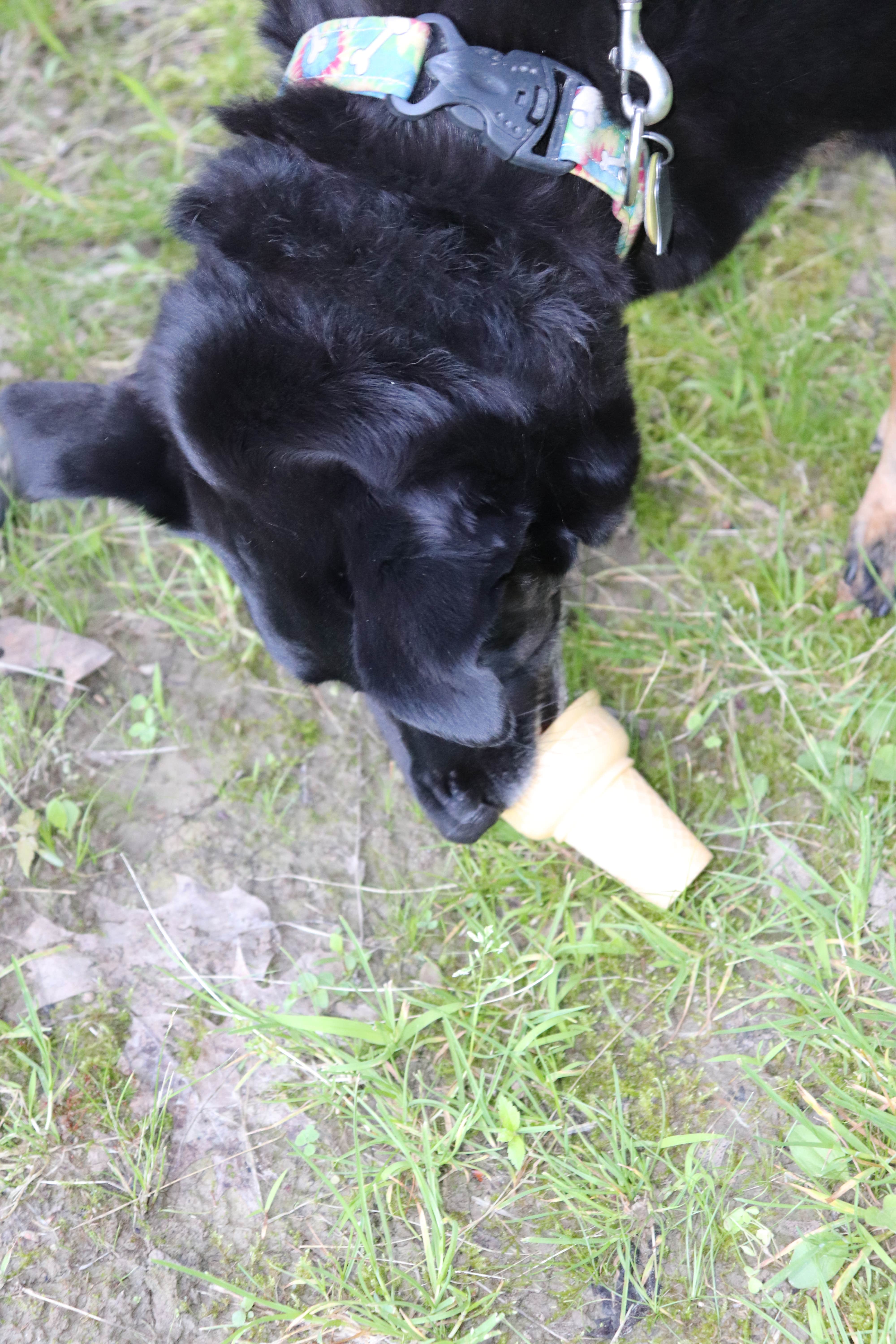 Alisa G.'s photo of camping with pets at West Branch State Park Campground near Michael J Kirwan Lake