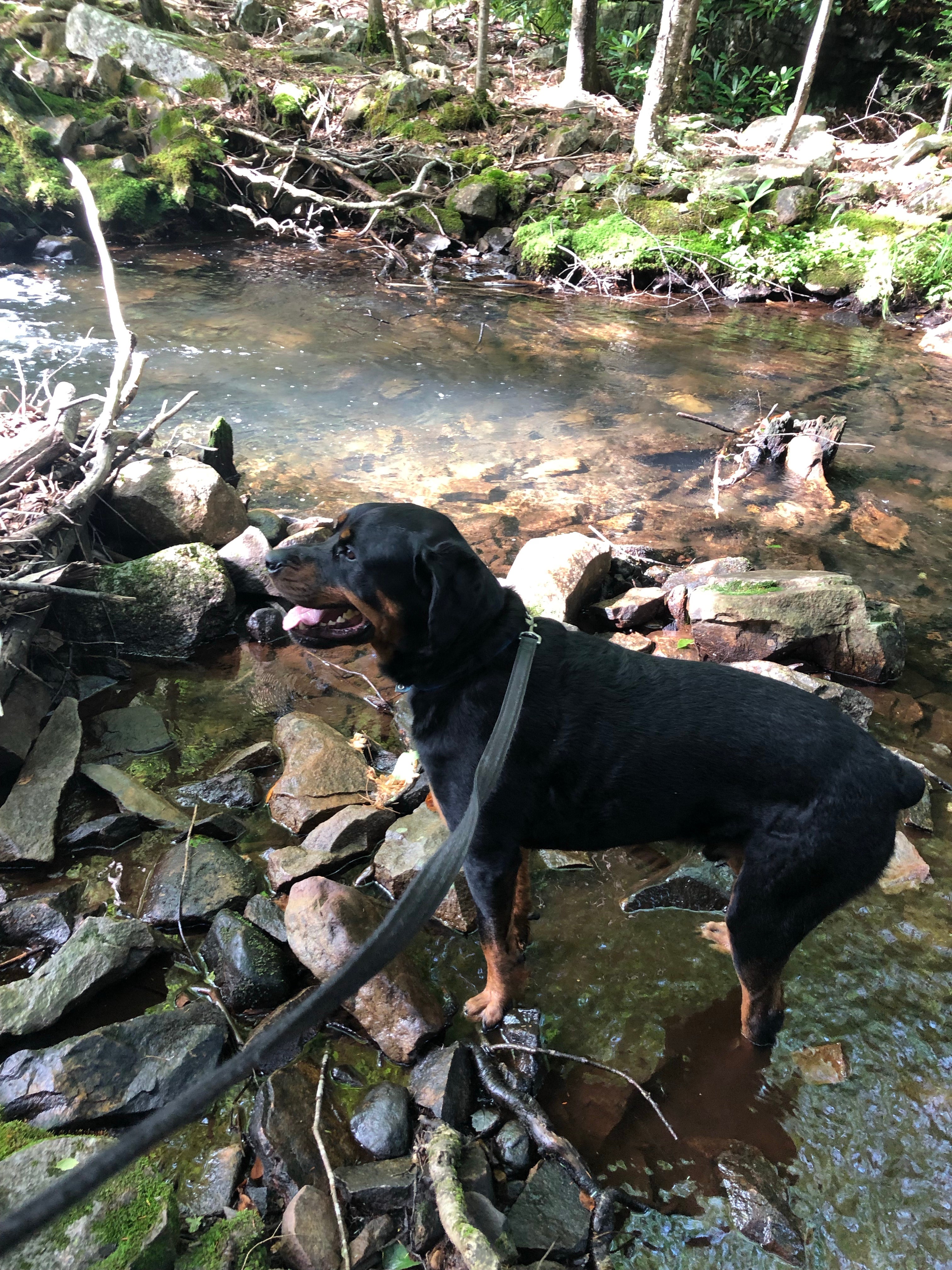 Our pup enjoying the creek on Shades Of Death Trail
