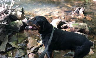 Shirley M.'s photo of camping with pets at Hickory Run State Park Campground near Cambra, PA