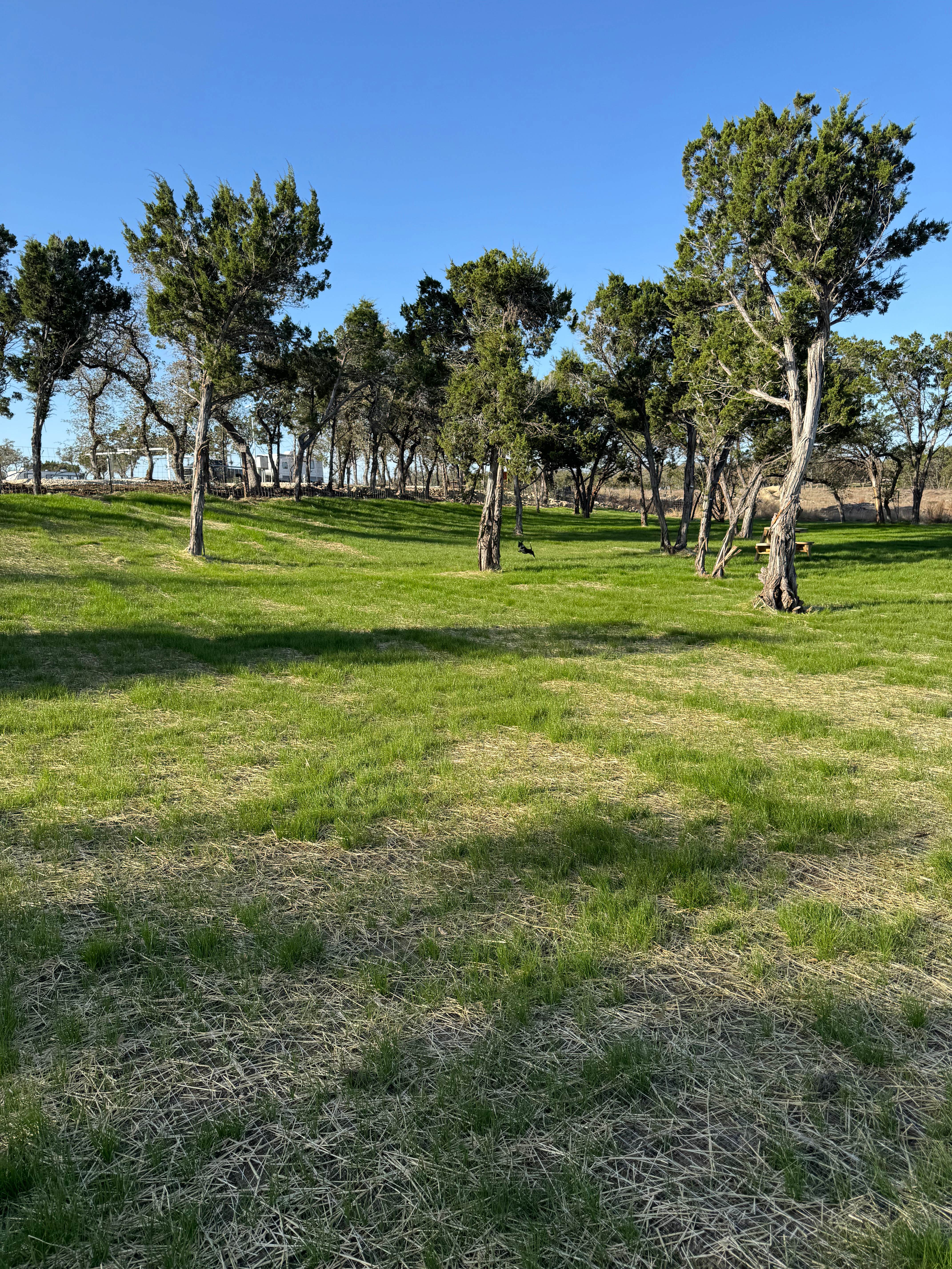 Camper-submitted photo at Pierced Oak RV Park near Spring Branch, TX