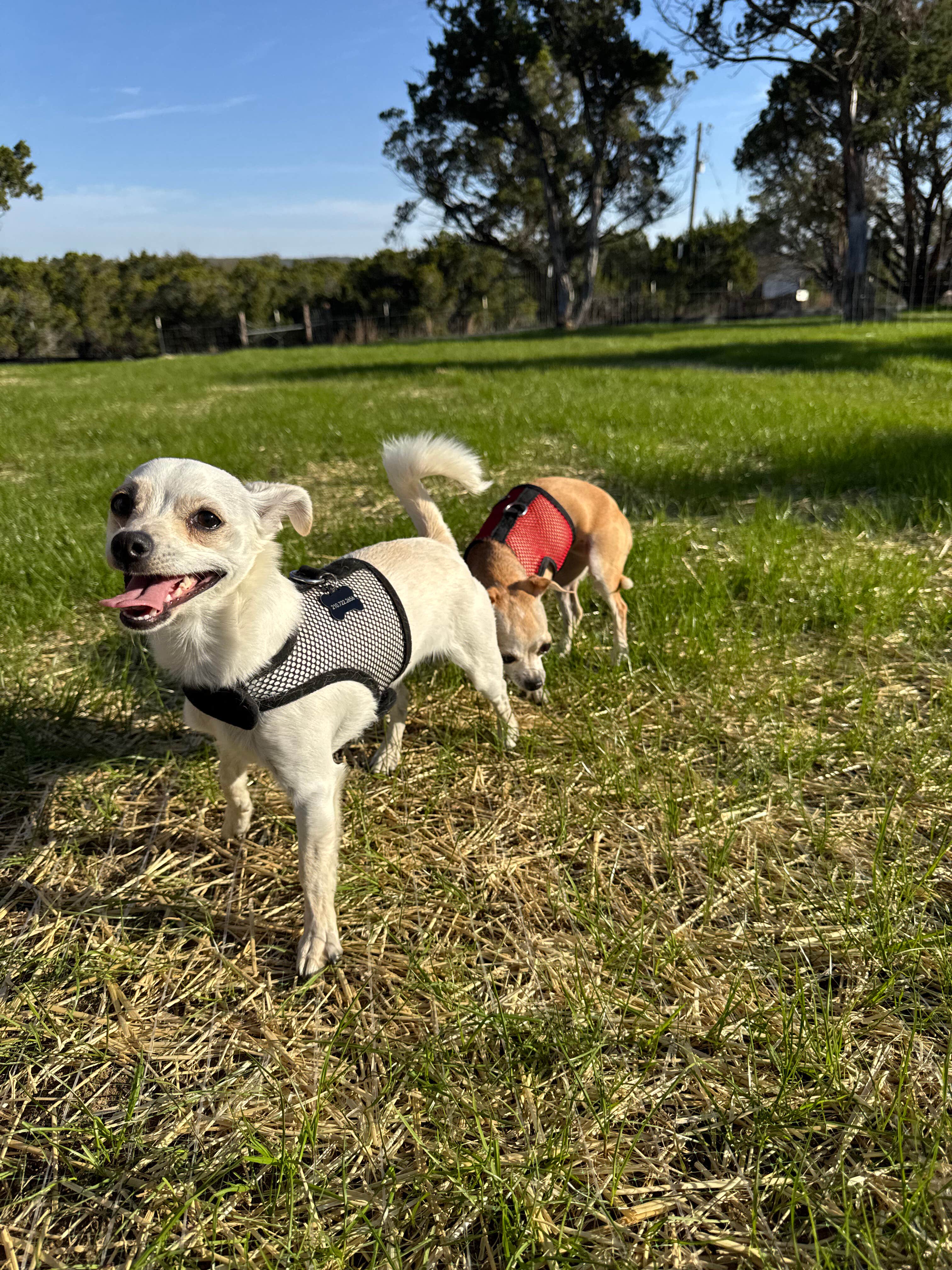 Pierced Oak's photo of camping with pets at Pierced Oak RV Park near Canyon Lake