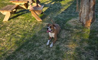 Pierced Oak's photo of camping with pets at Pierced Oak RV Park near Spring Branch, TX