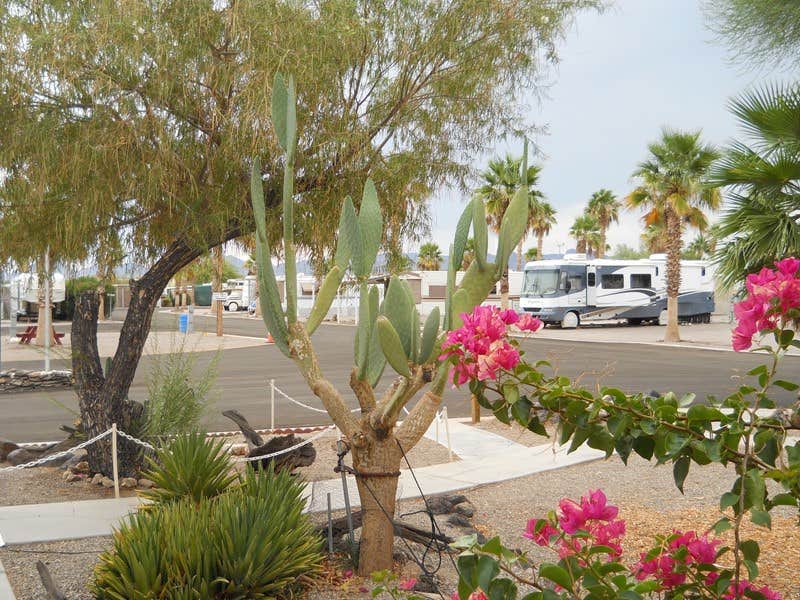 Camper-submitted photo at Holiday Palms RV Resort near Parker, AZ