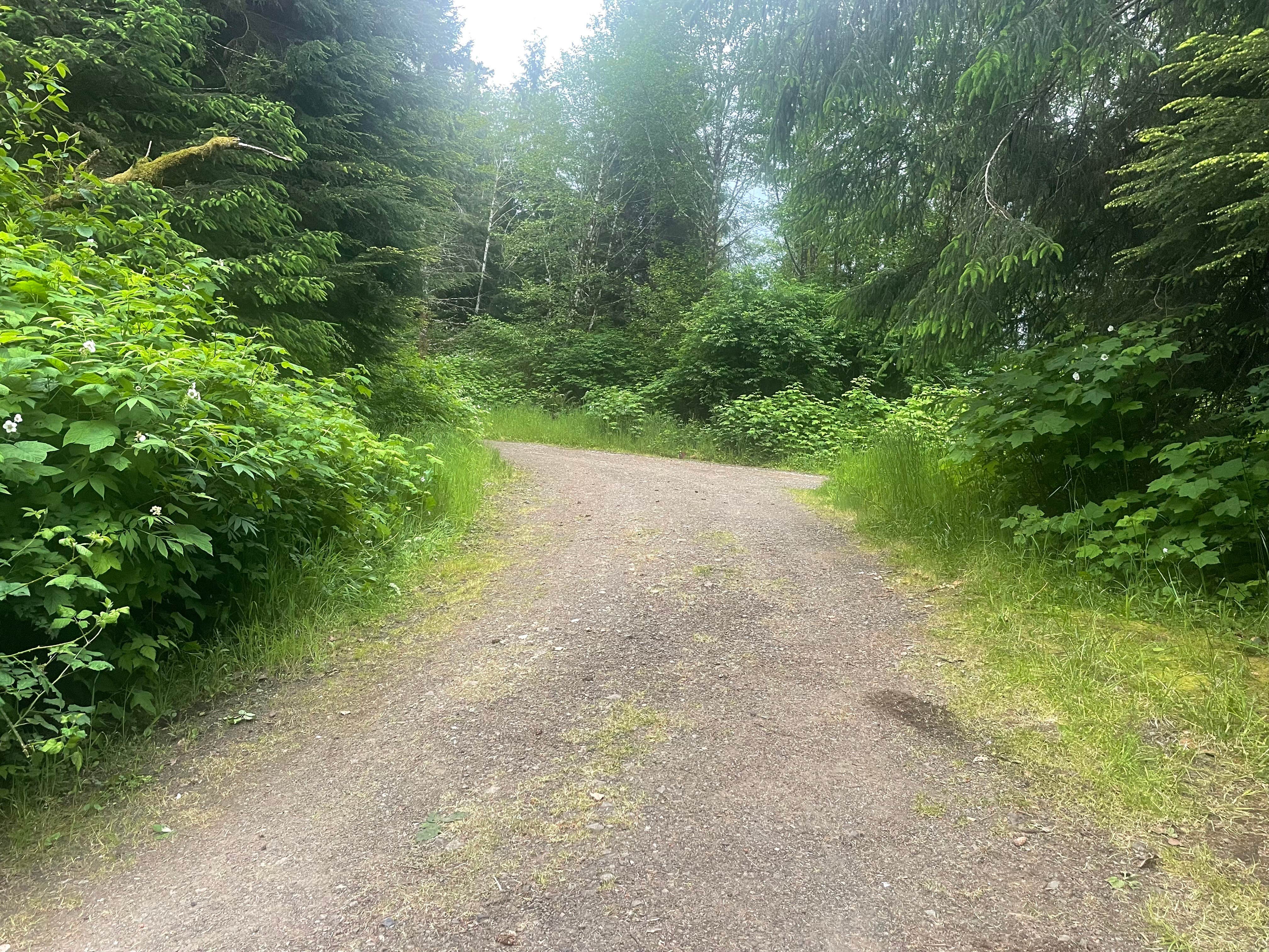 Camper submitted image from Forest Road 51 near Beaver Creek - 4