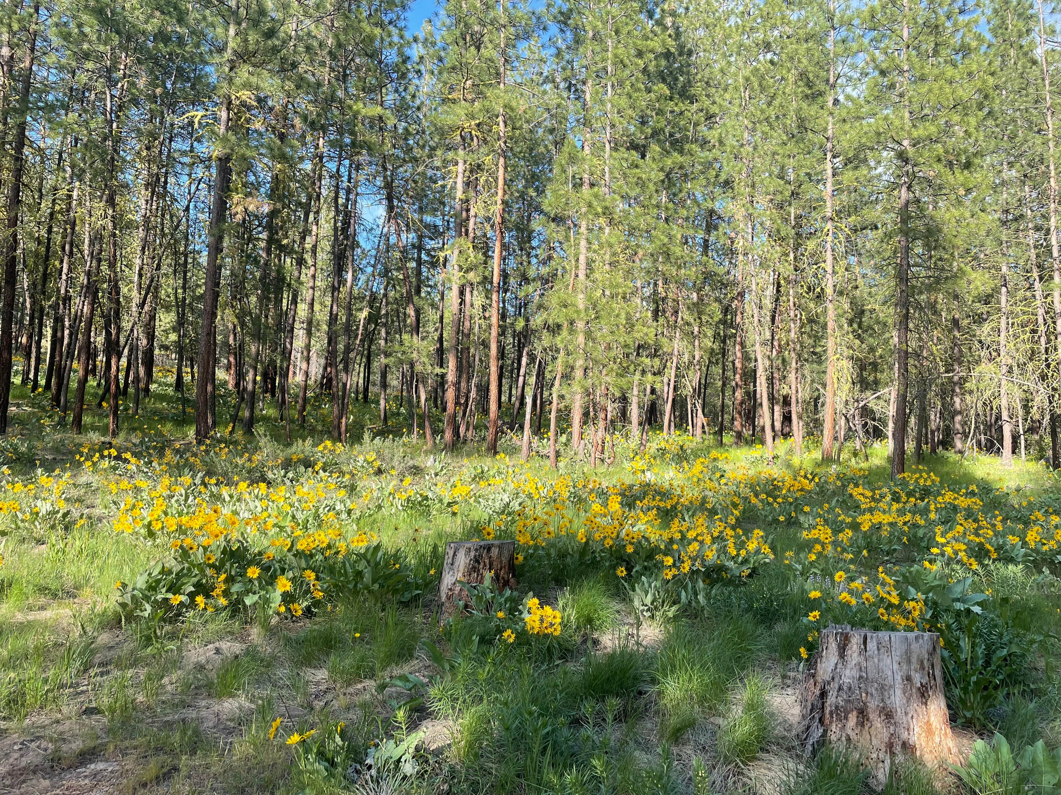 Camper-submitted photo at Sullivan Pond Camp near Lake Chelan National Recreation Area