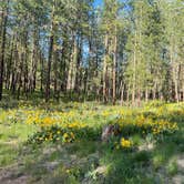 Review photo of Sullivan Pond Camp by Emma T., May 29, 2025