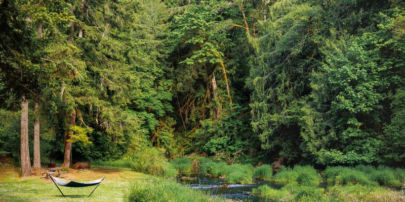 Camper submitted image from Creekside Retreat at Triangle Lake