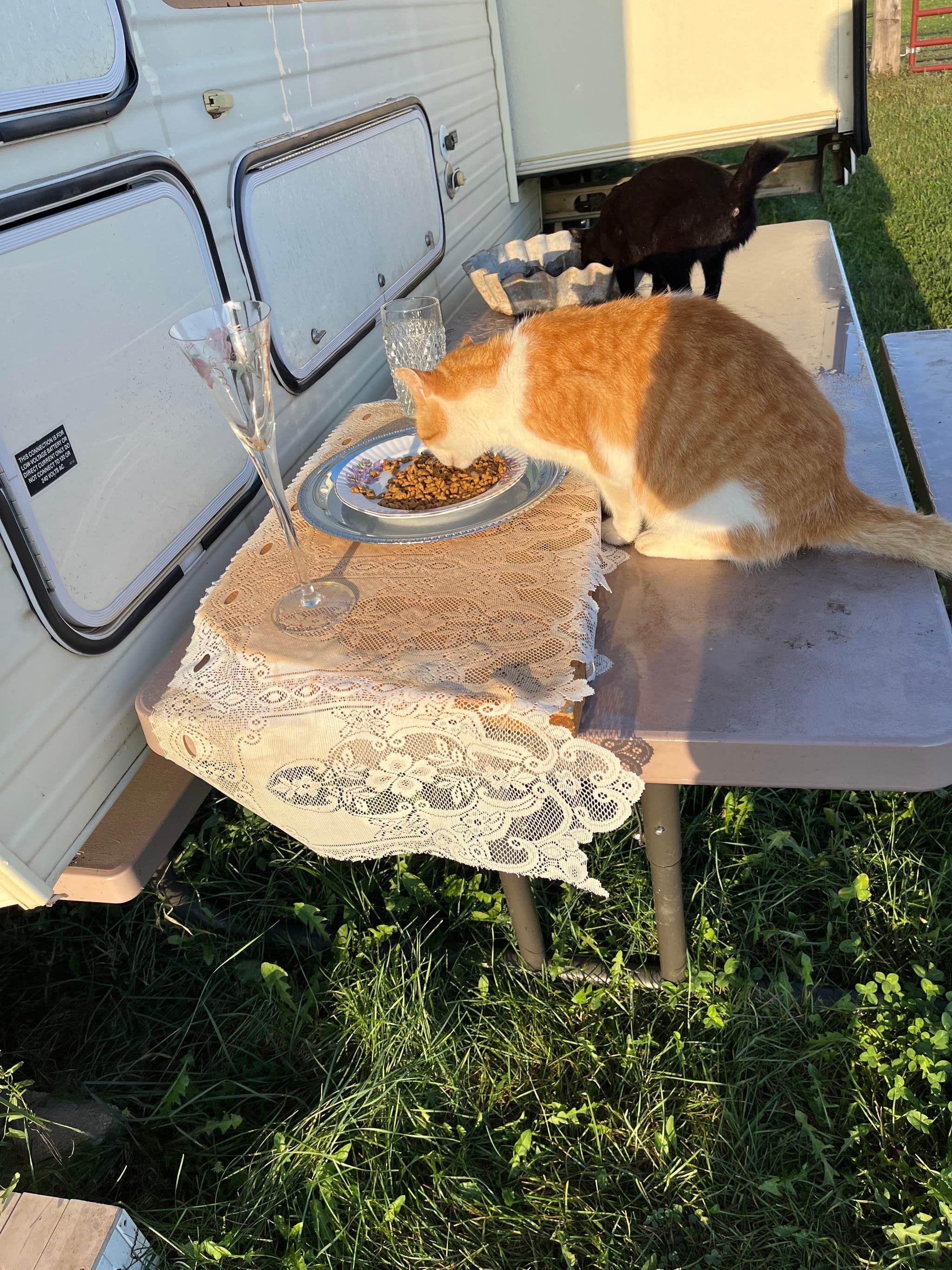 Crystal A.'s photo of camping with pets at Diamond A Cattle Ranch near Geddes, SD