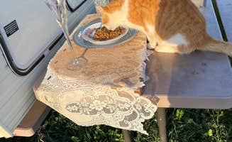 Crystal A.'s photo of camping with pets at Diamond A Cattle Ranch near Platte, SD