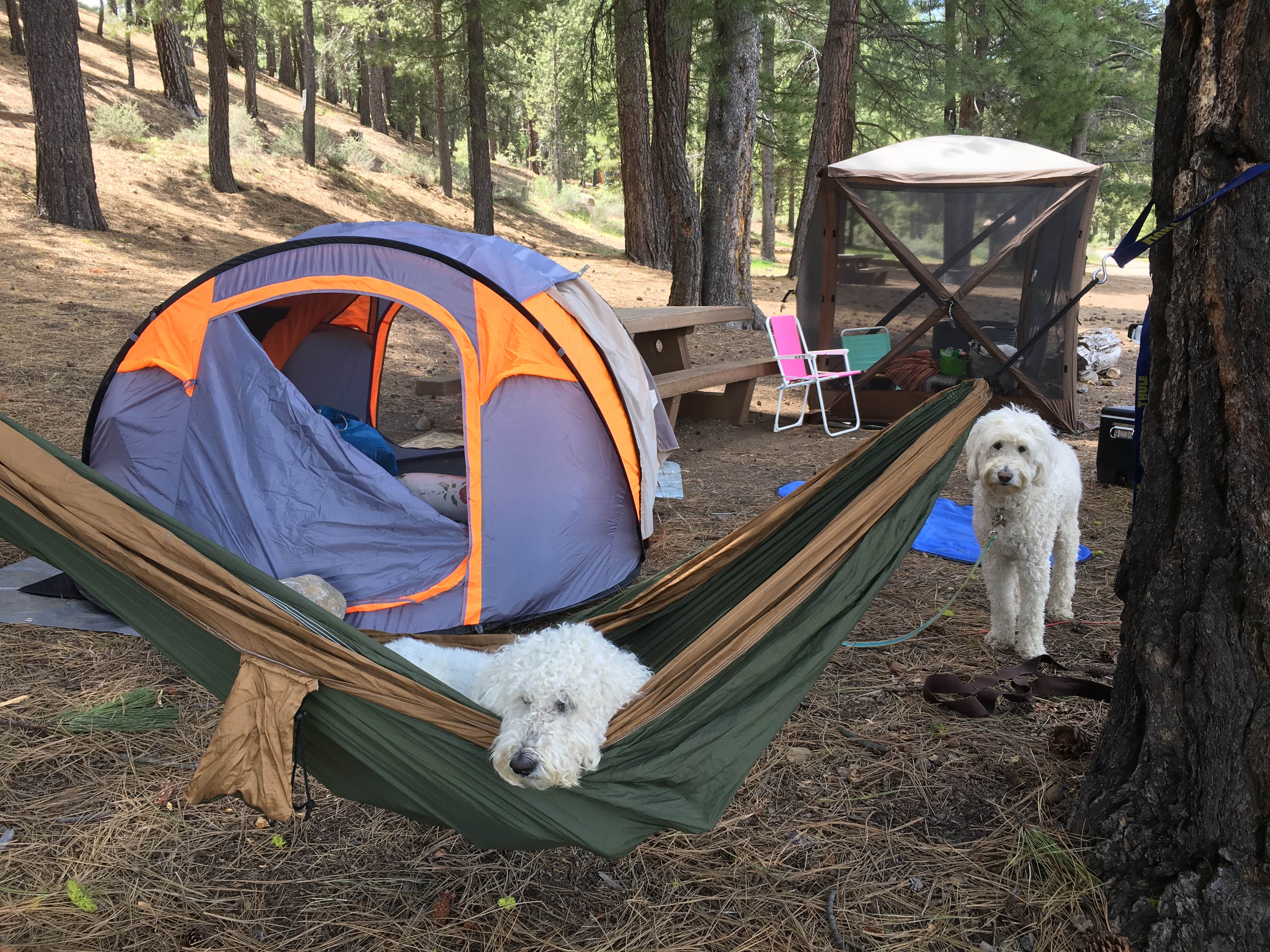 Camper submitted image from Lower Little Truckee - 4