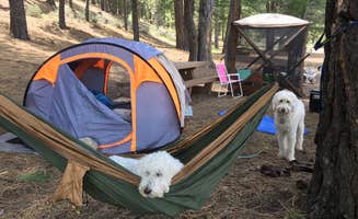 Gwen K.'s photo of camping with pets at Lower Little Truckee near Verdi, NV
