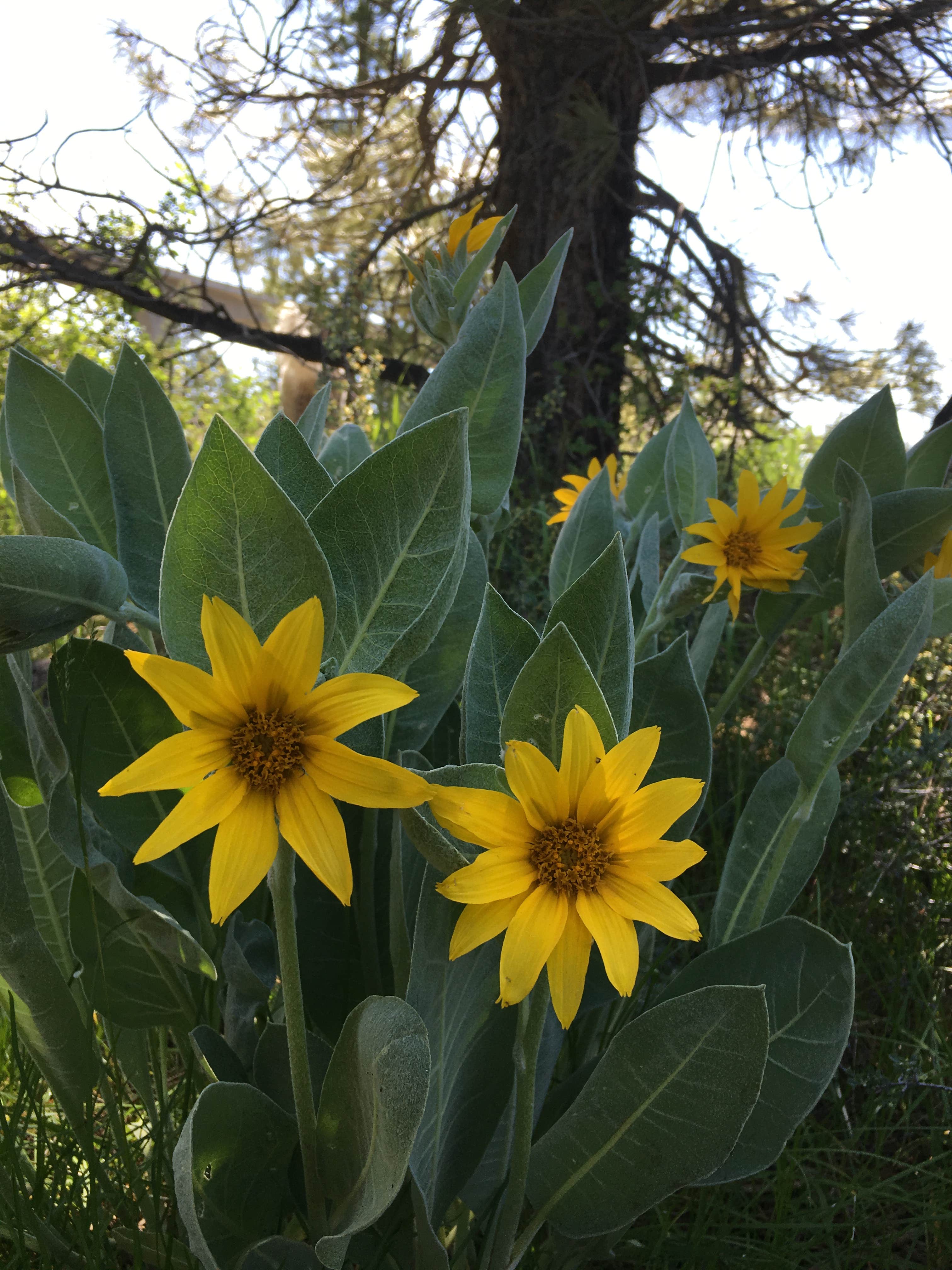 Camper submitted image from Lower Little Truckee - 2