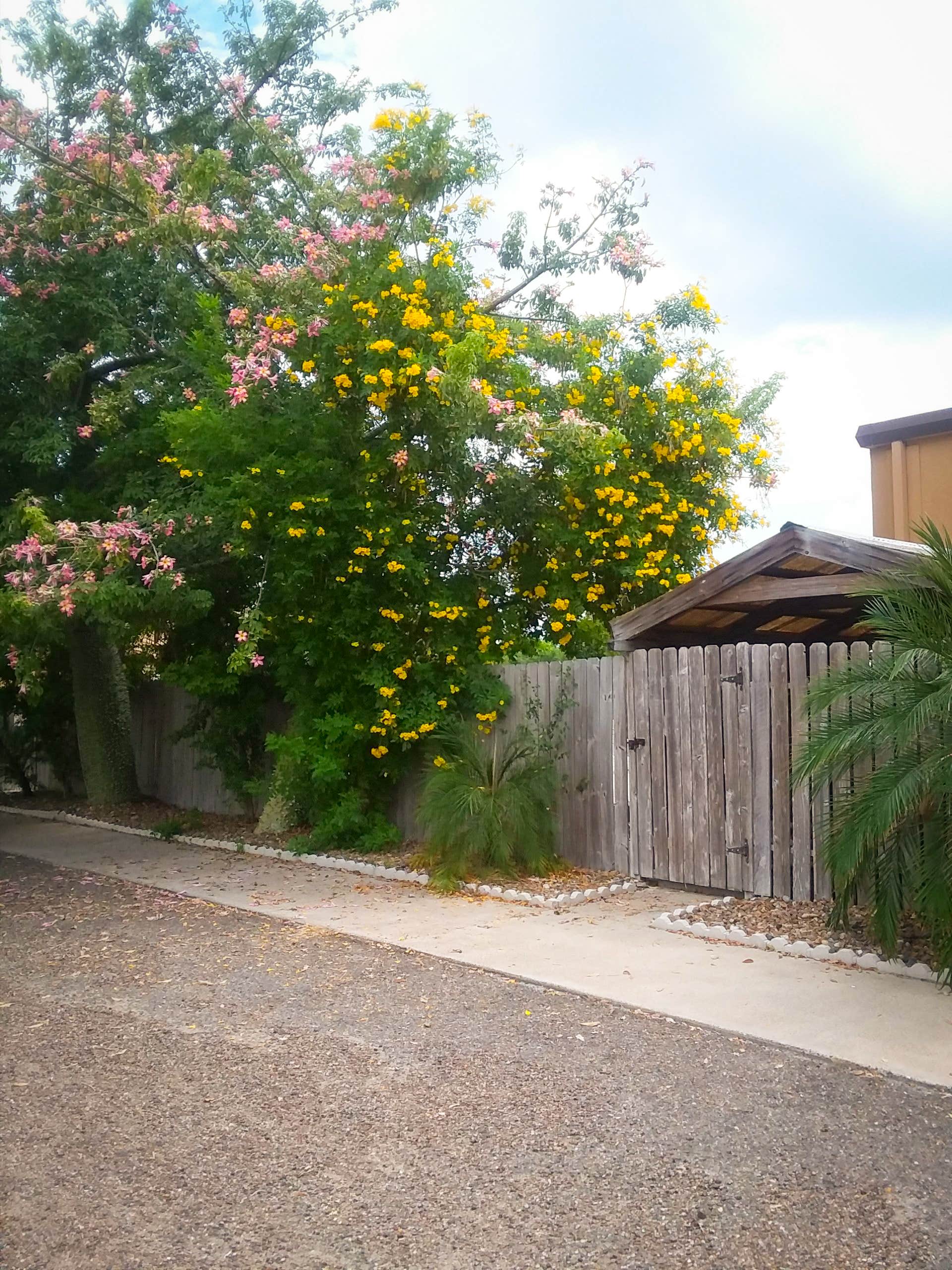 Camping near Encore Paradise Park: The Fig Tree RV Resort, Harlingen, Texas