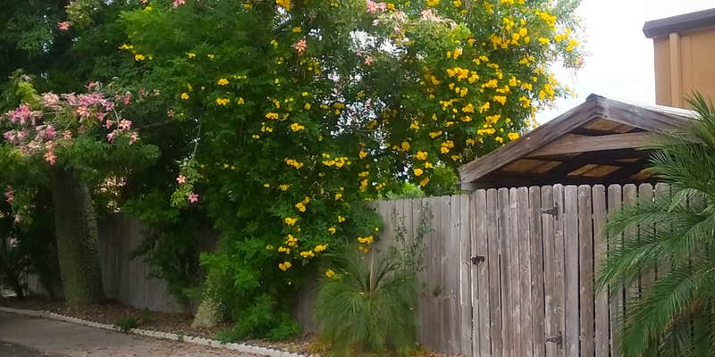 Camper submitted image from The Fig Tree RV Resort