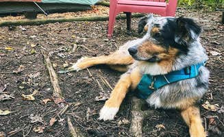 Kate G.'s photo of camping with pets at Mulberry Gap Adventure Basecamp near Resaca, GA