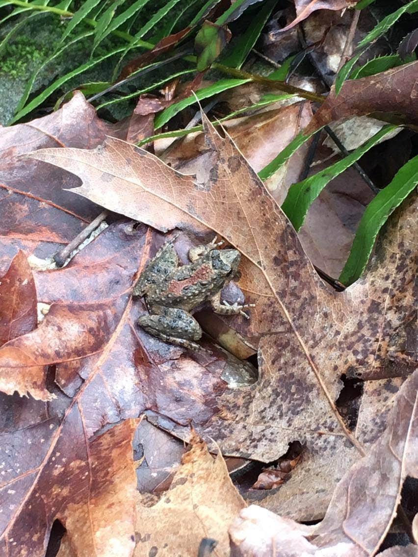 Camper submitted image from Ohio River Campground and Marina — Shawnee State Park - 1