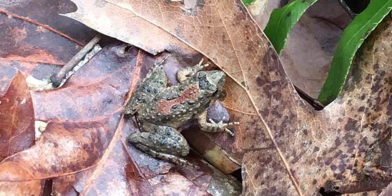 Camper submitted image from Ohio River Campground and Marina — Shawnee State Park