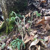 Review photo of Shawnee State Park Campground by Kelsey H., September 21, 2016