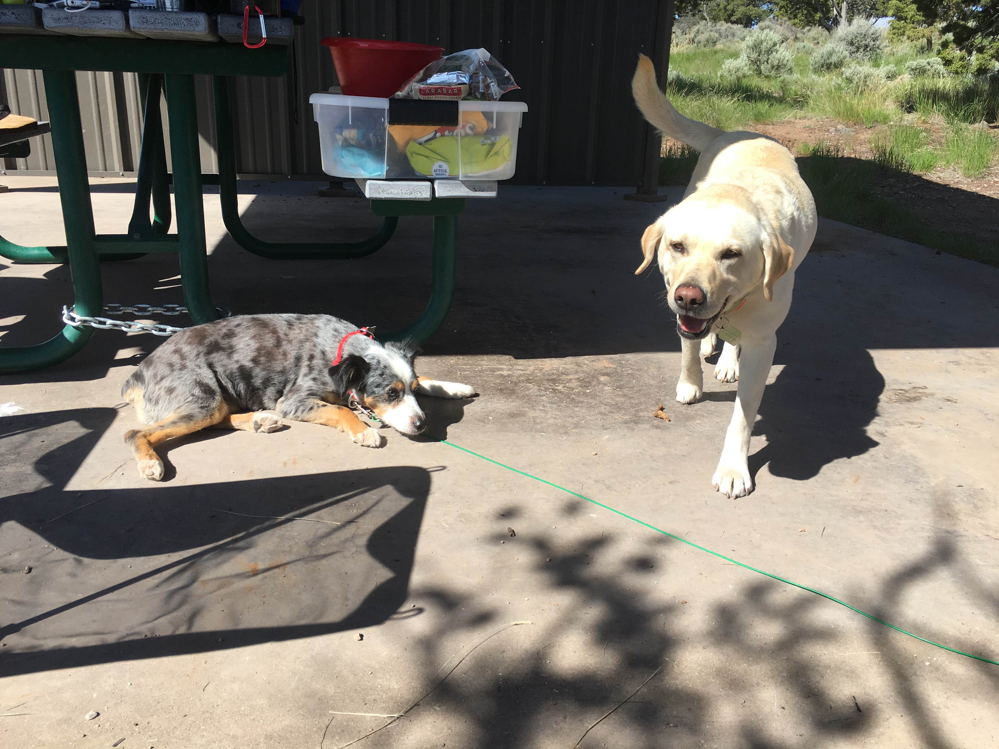 Camper submitted image from La Junta - Wild Rivers Rec Area - 3