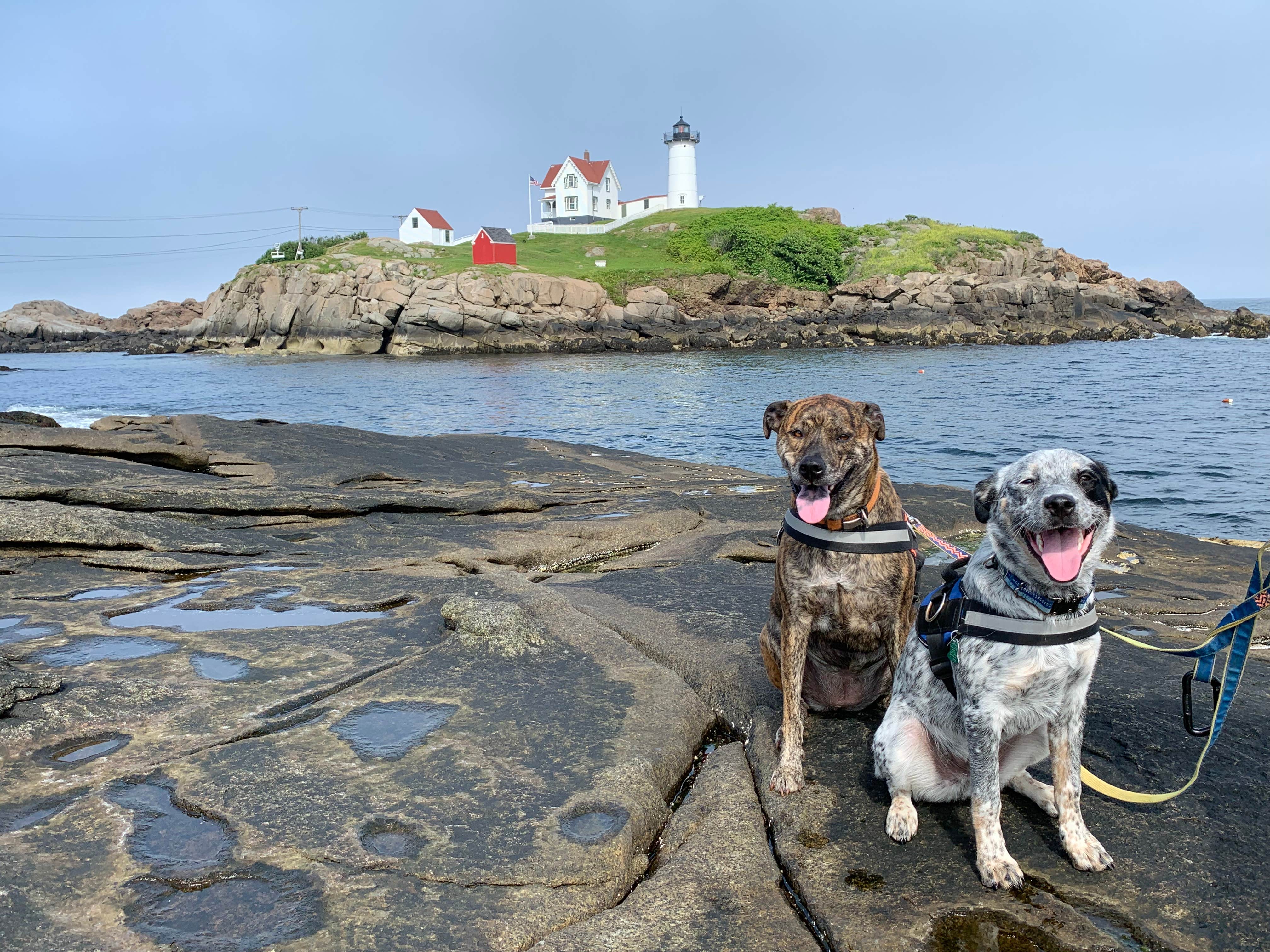 Steve V.'s photo of camping with pets at Dixon's Campground near Gloucester, MA