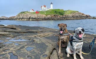 Steve V.'s photo of camping with pets at Dixon's Campground near Rockport, MA