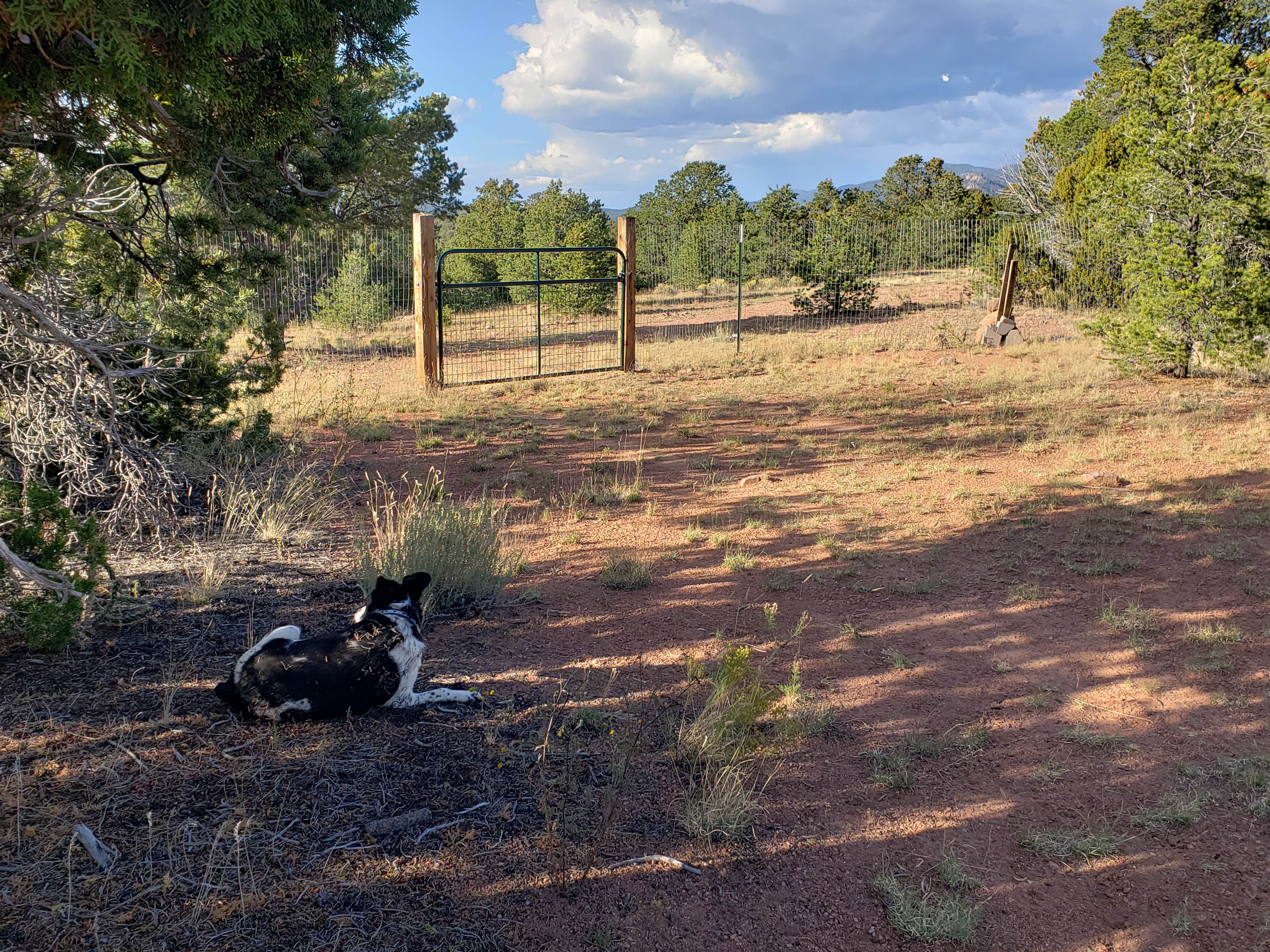 Lynne O.'s photo of camping with pets at Santa Fe Ridgetop Oasis near Eldorado at Santa Fe, NM