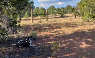 Lynne O.'s photo of camping with pets at Santa Fe Ridgetop Oasis near Tererro, NM