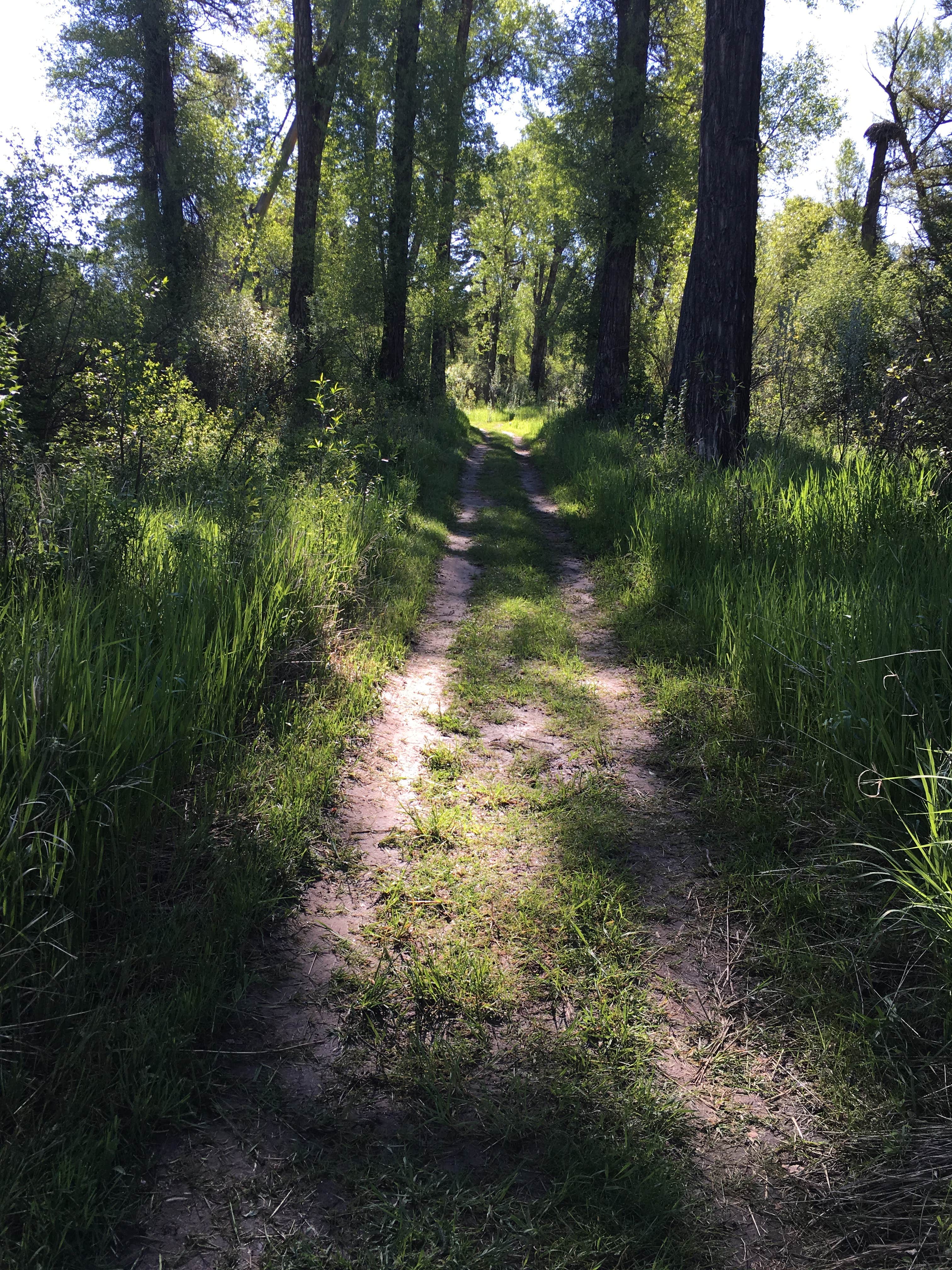 Nice ATV trail that was great for hiking