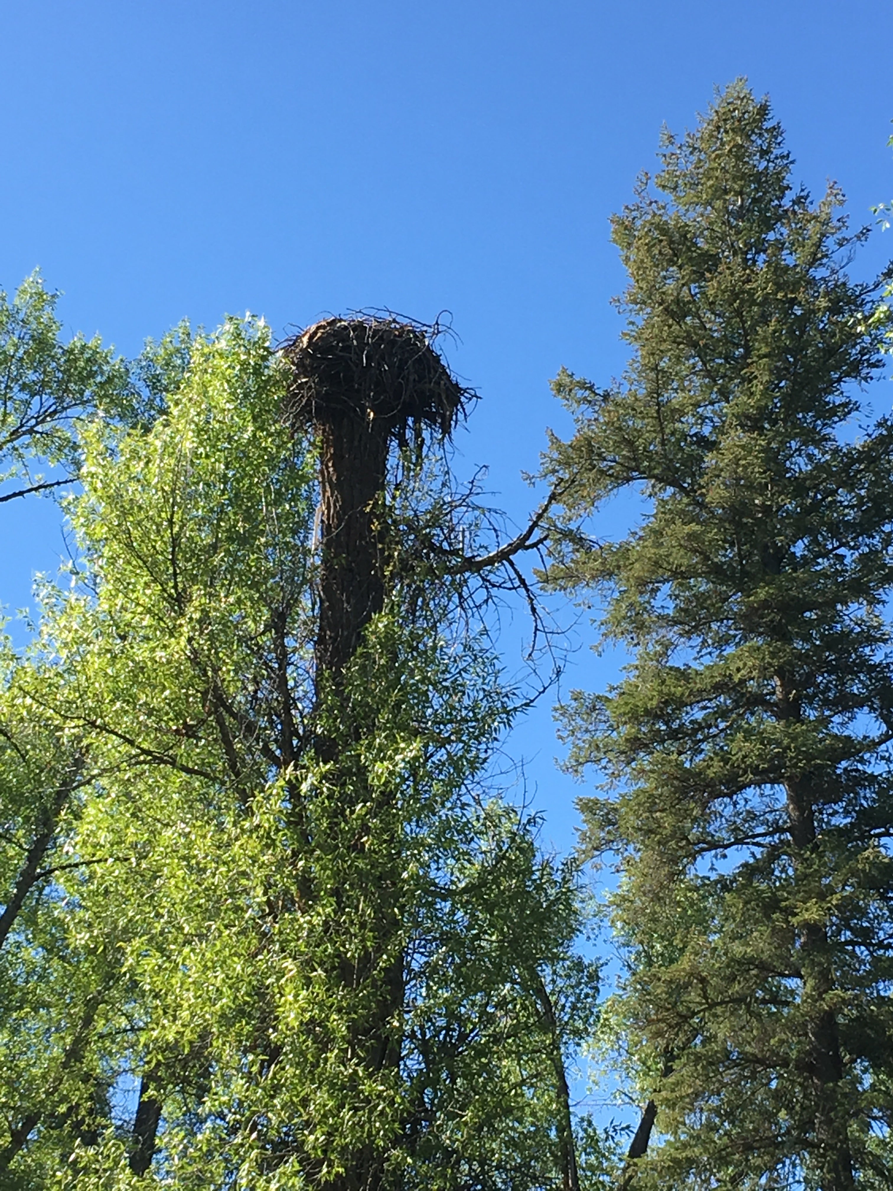 Cool osprey (?) nest not far from the campground. The raptor flew over me several times while I hiked, maybe chicks in the nest?