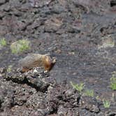 Review photo of Lava Flow Campground — Craters of the Moon National Monument by Annie C., July 26, 2019