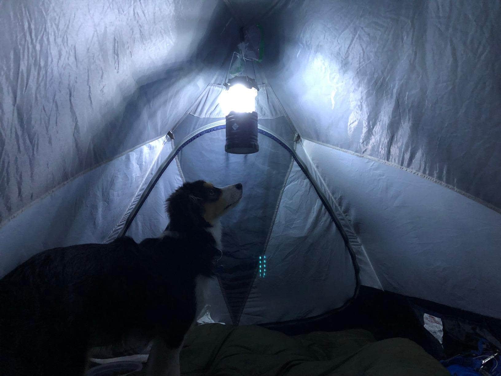 kacie Z.'s photo of camping with pets at Mackerricher State Park Campground near Covelo, CA