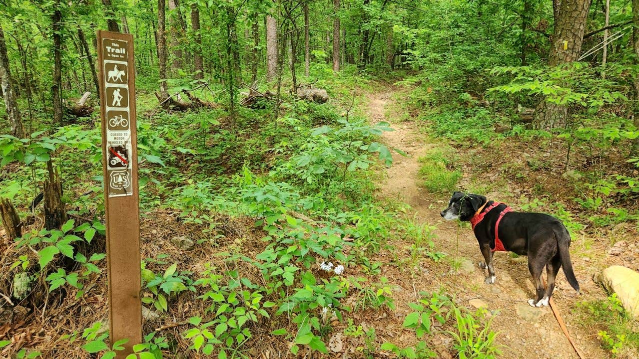 Fred S.'s photo of camping with pets at Bear Creek Horse Camp near Nimrod Lake