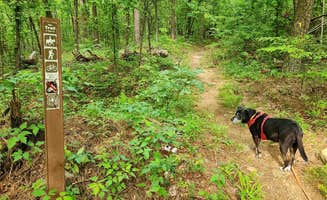 Fred S.'s photo of camping with pets at Bear Creek Horse Camp near Ouachita Lake