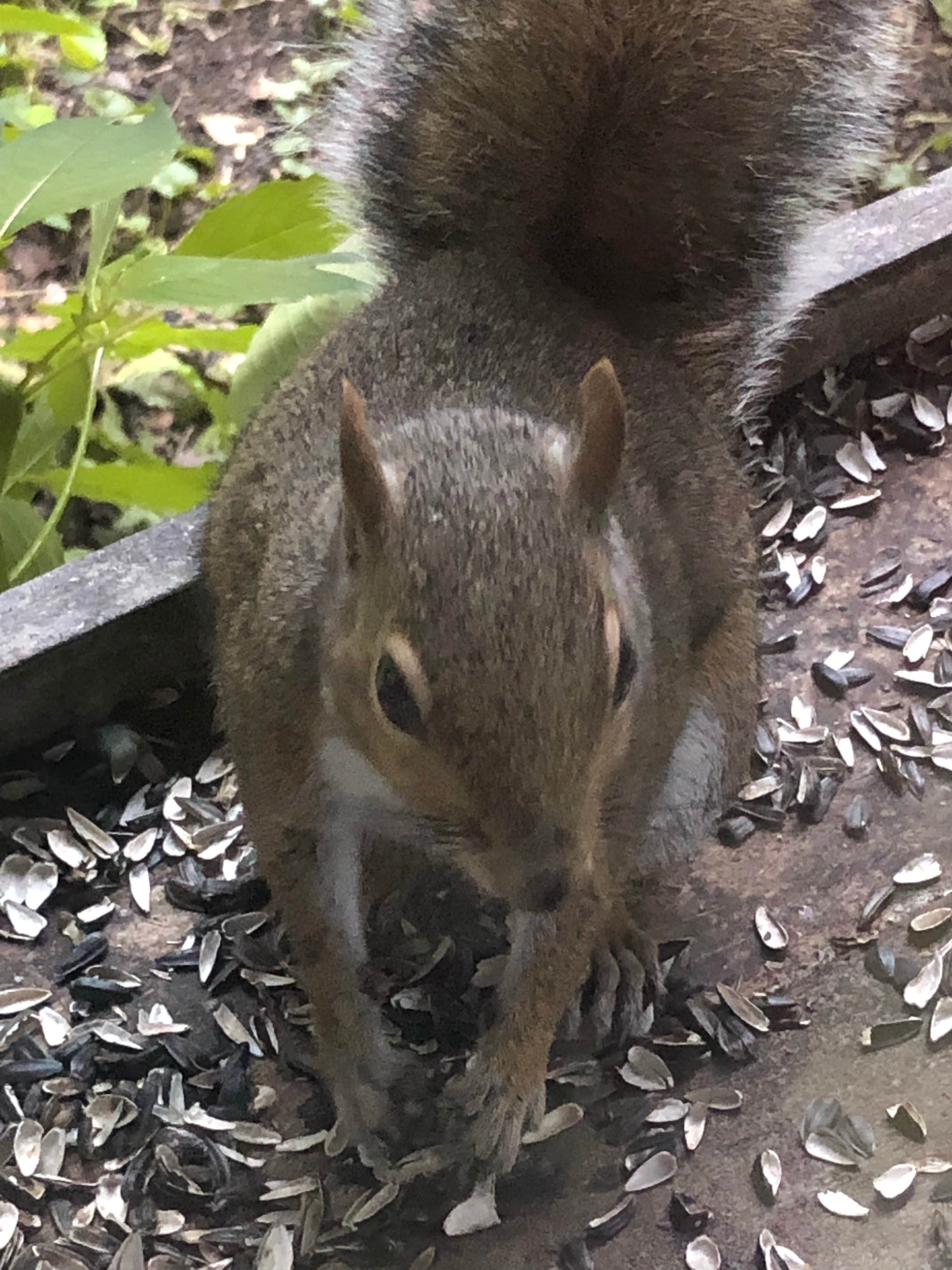 Camper-submitted photo at Harmonie State Park Campground in Indiana
