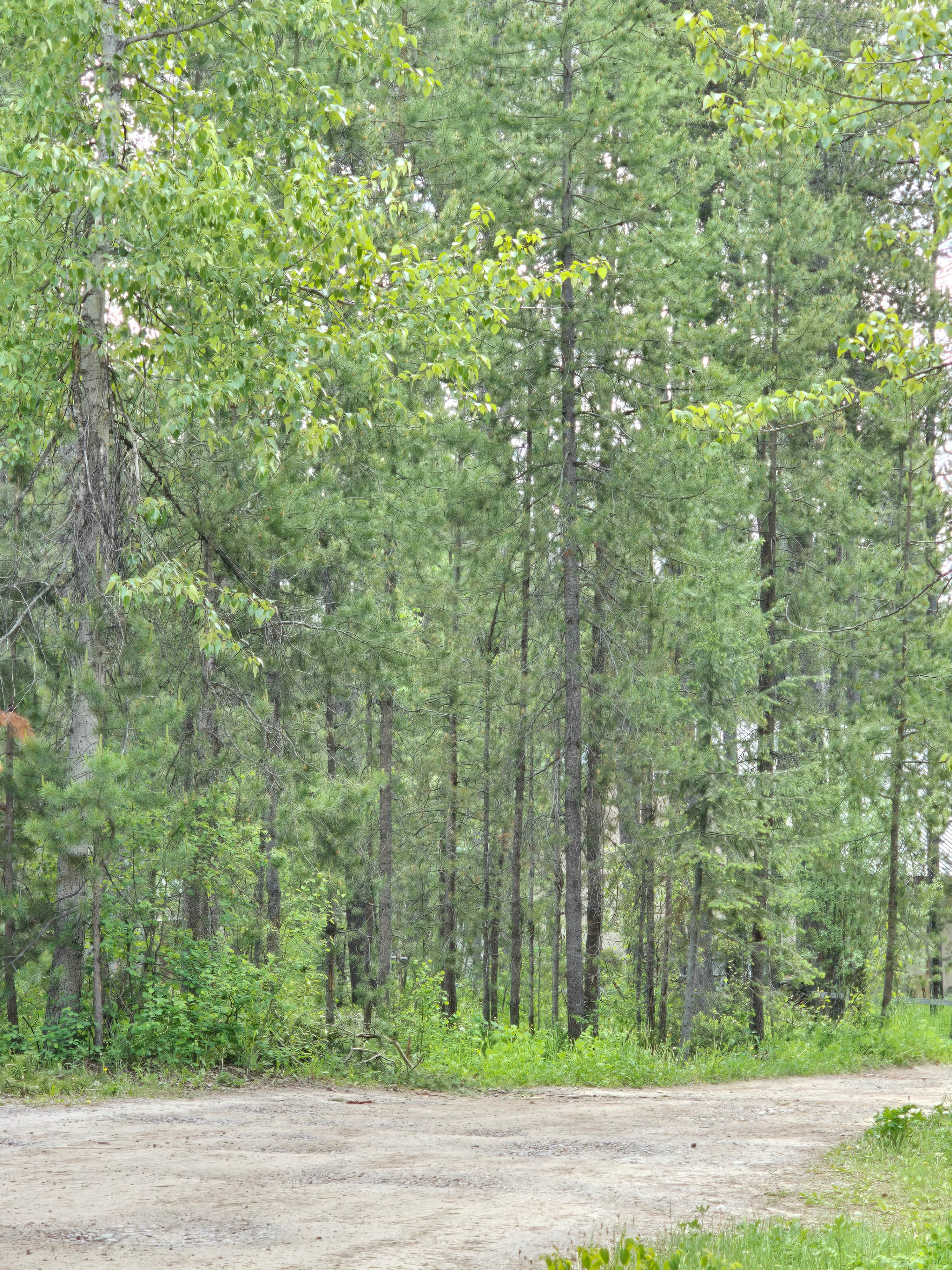 Camper submitted image from Glacier Lodge Campground - 2