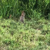 Review photo of Harmonie State Park Campground by Kristene  B., July 24, 2019