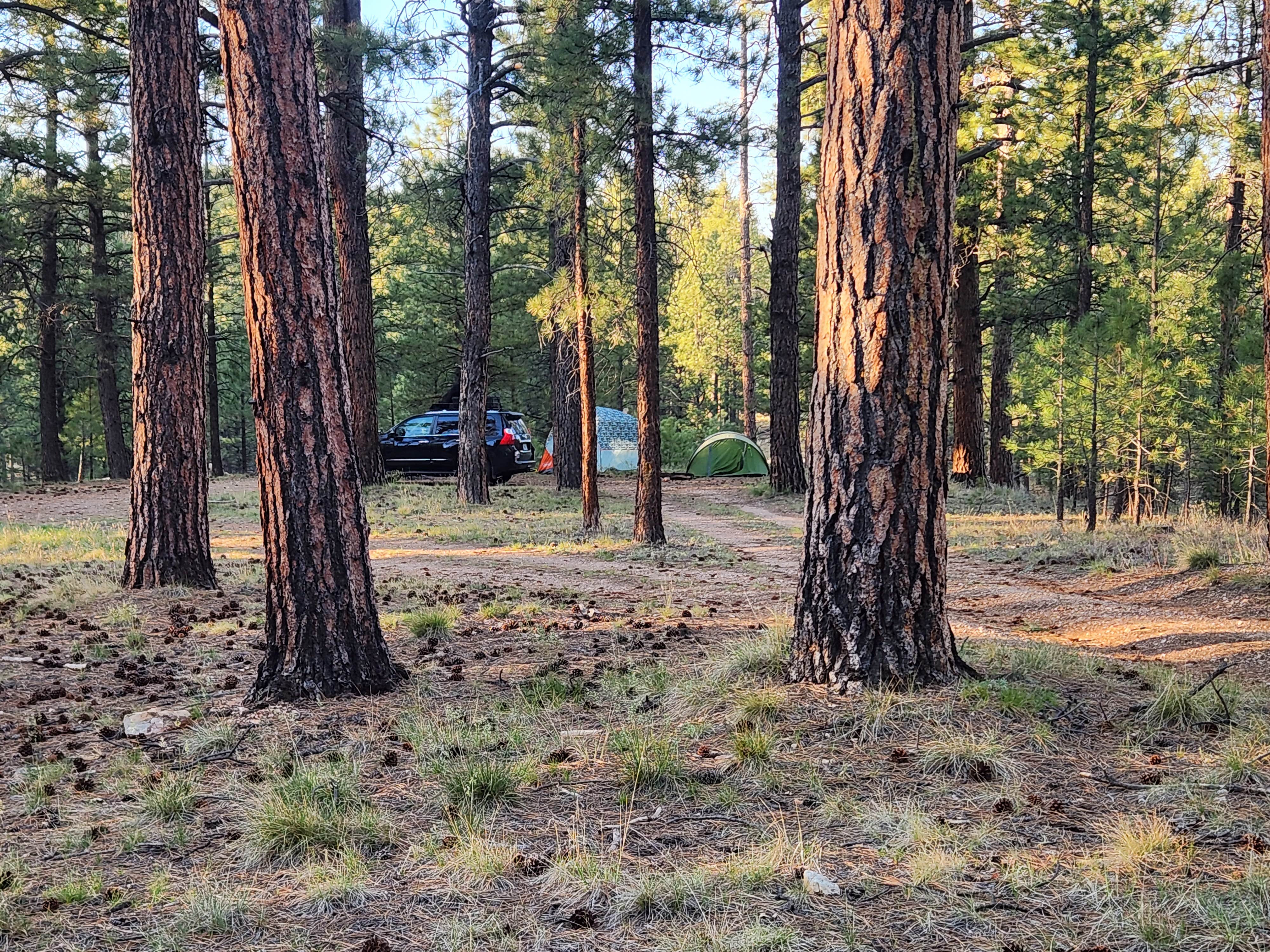 Camper submitted image from Jacob Lake 89A Dispersed - 1