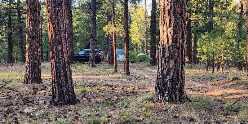 Camper submitted image from Jacob Lake 89A Dispersed