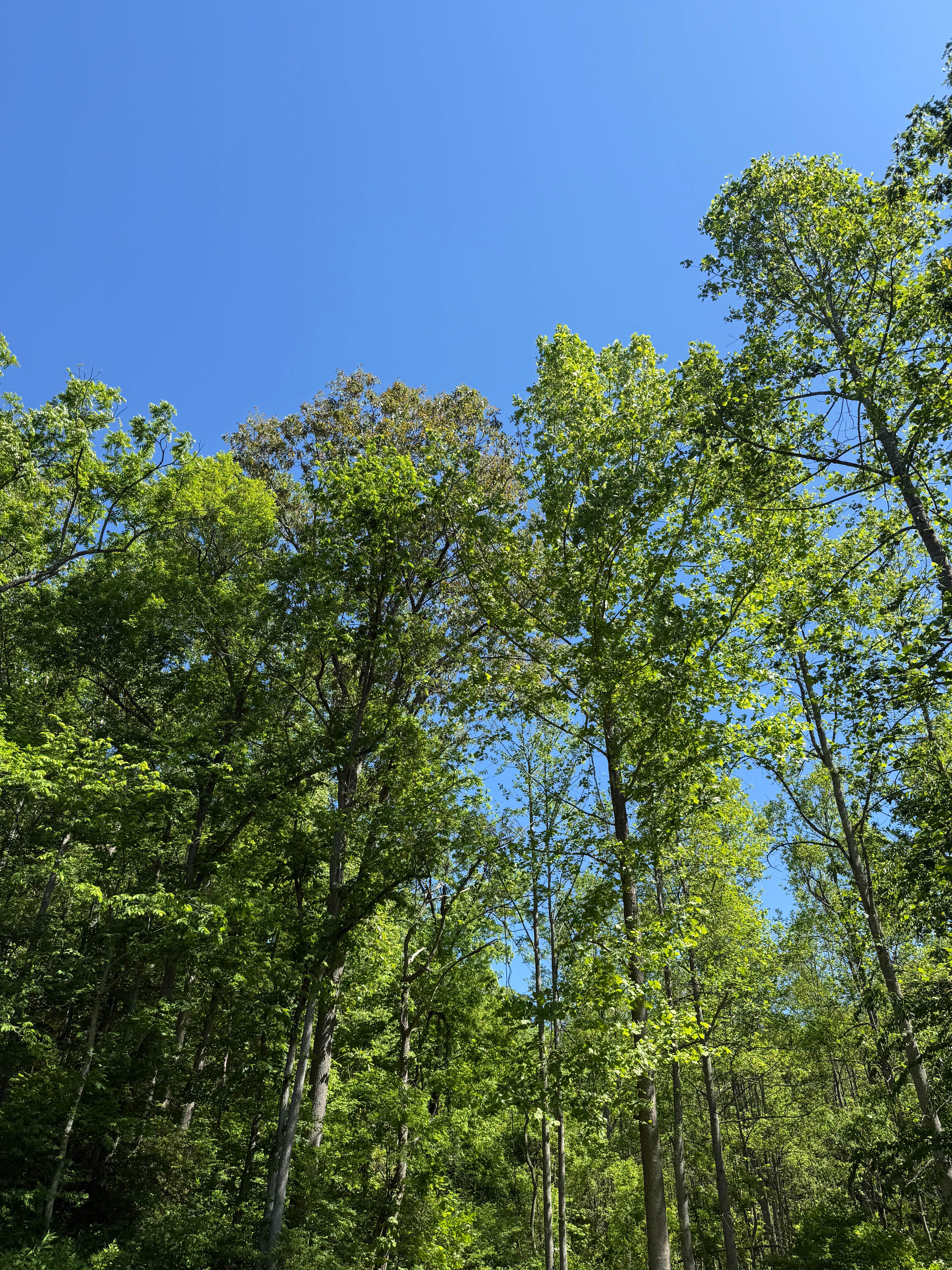 Camper-submitted photo at Walnut Falls Escape near Ona, WV