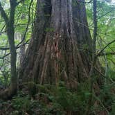 Review photo of Blue Lake Creek Campground - Gifford Pinchot Nf (WA) by Angela M., July 26, 2019