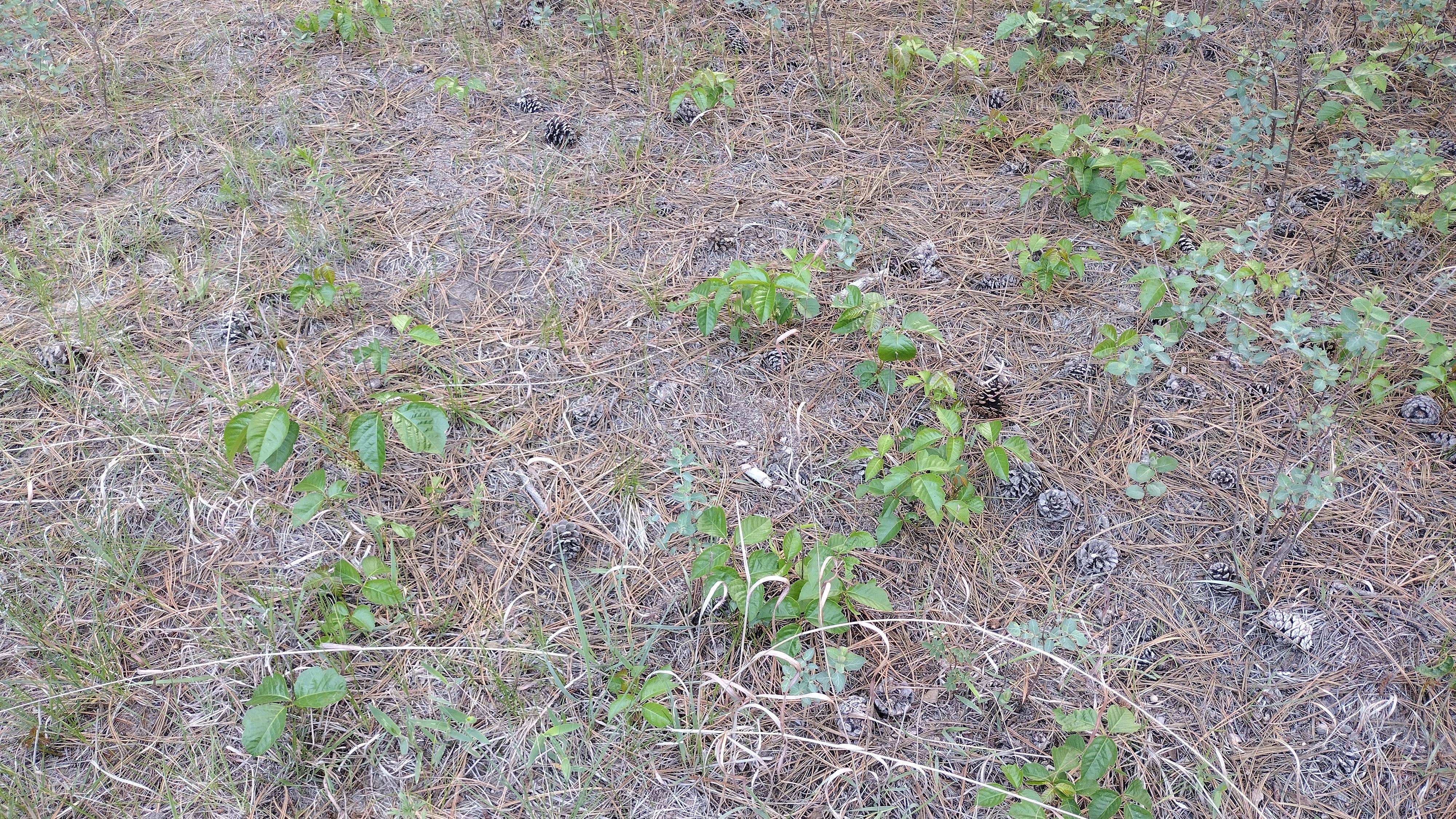 Camper-submitted photo at Bessey Dispersed Circle Rd. near Halsey, NE