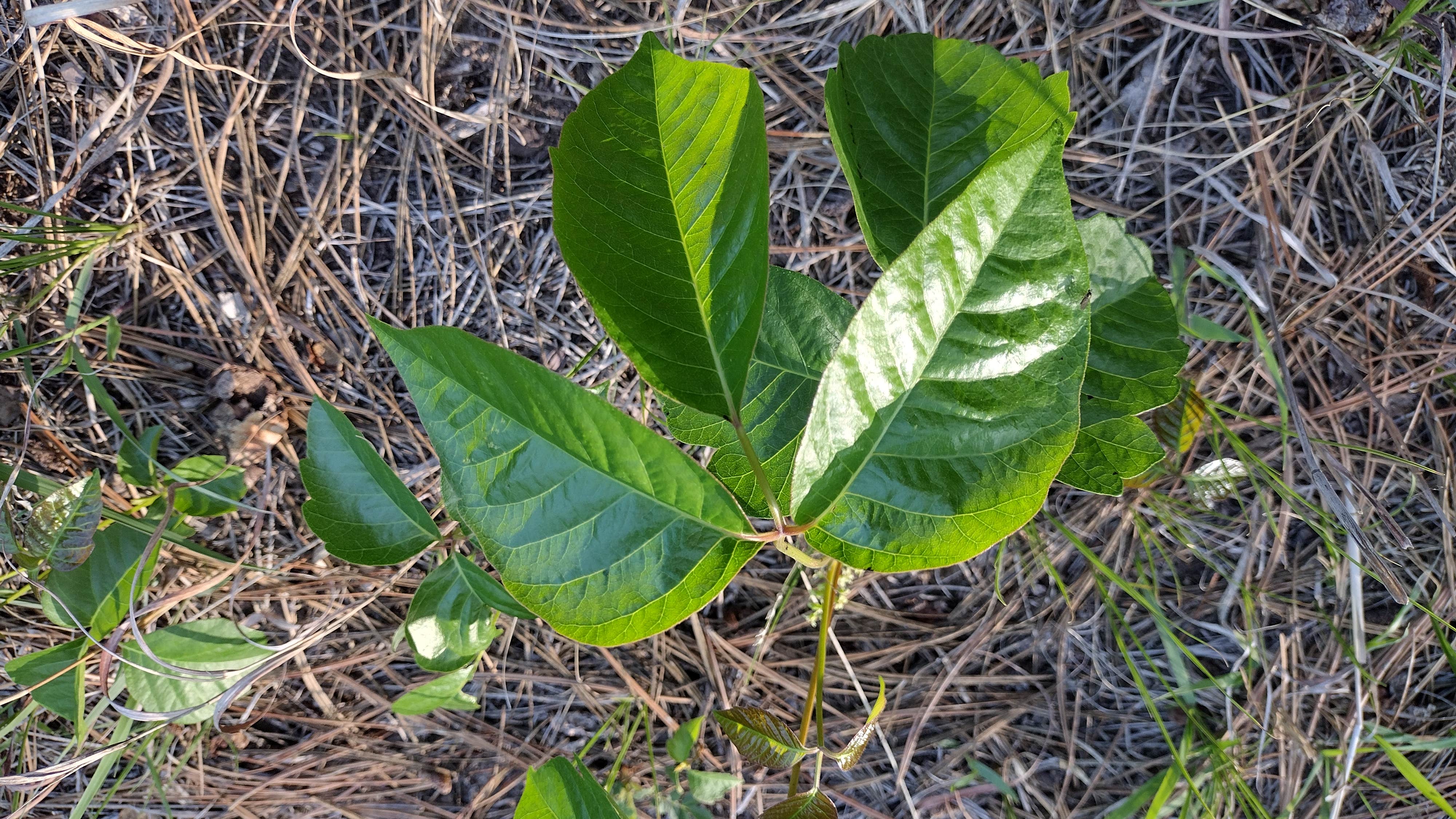 Camper-submitted photo at Bessey Dispersed Circle Rd. near Halsey, NE