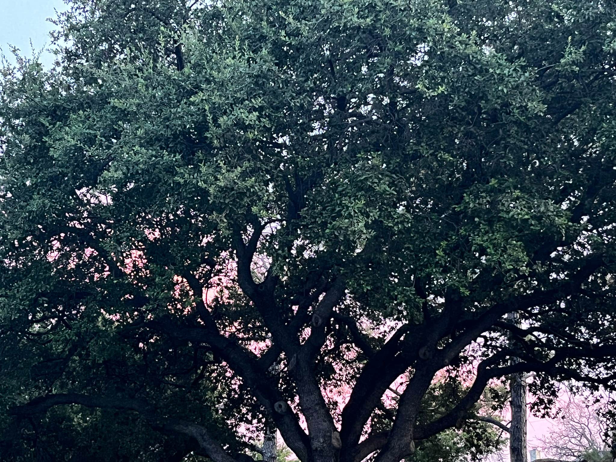 Camper-submitted photo at Benson Homestead and Stables near Fort Worth, TX