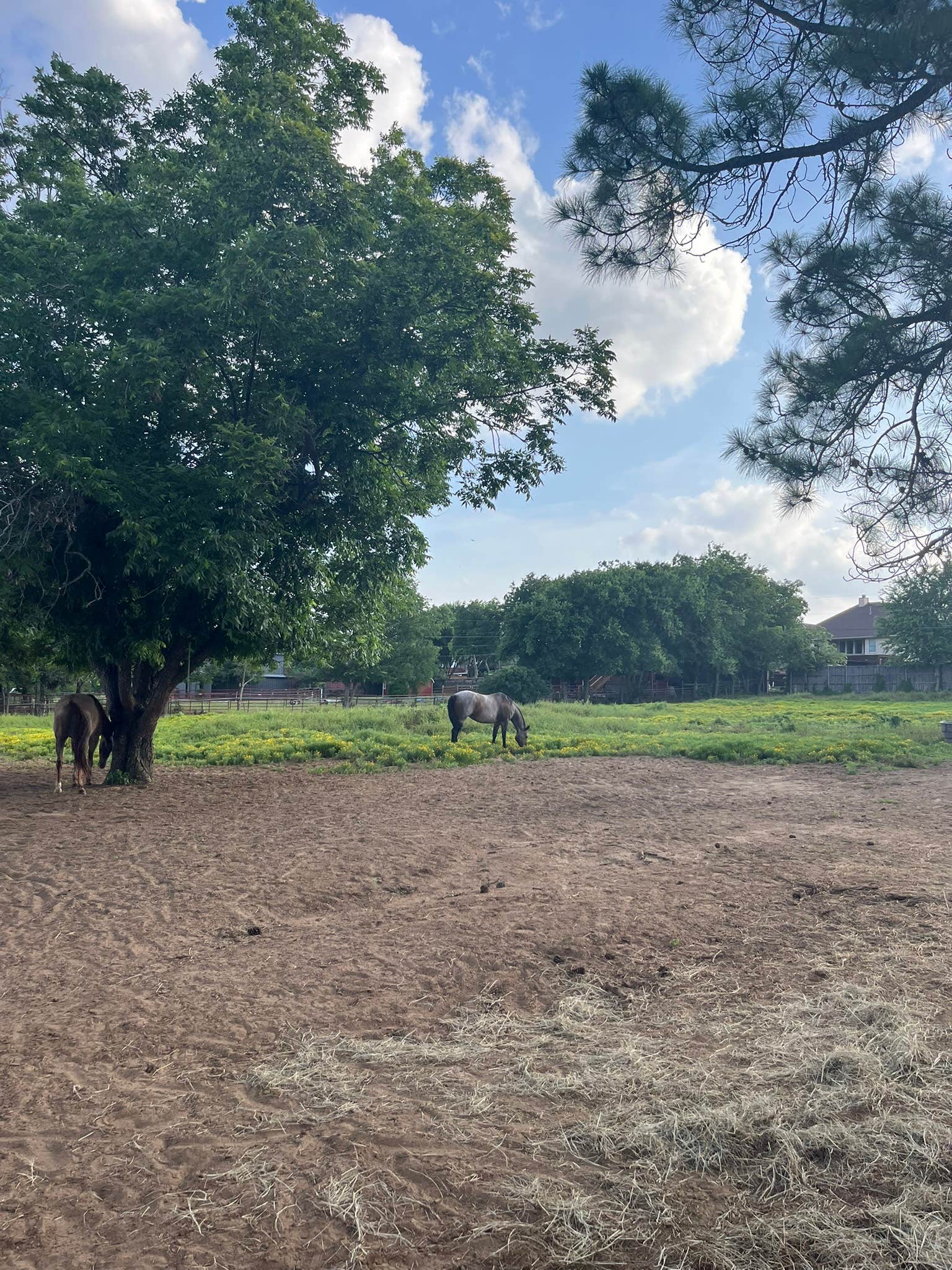 Mike B.'s photo of camping with a horse at Benson Homestead and Stables near Cleburne, TX