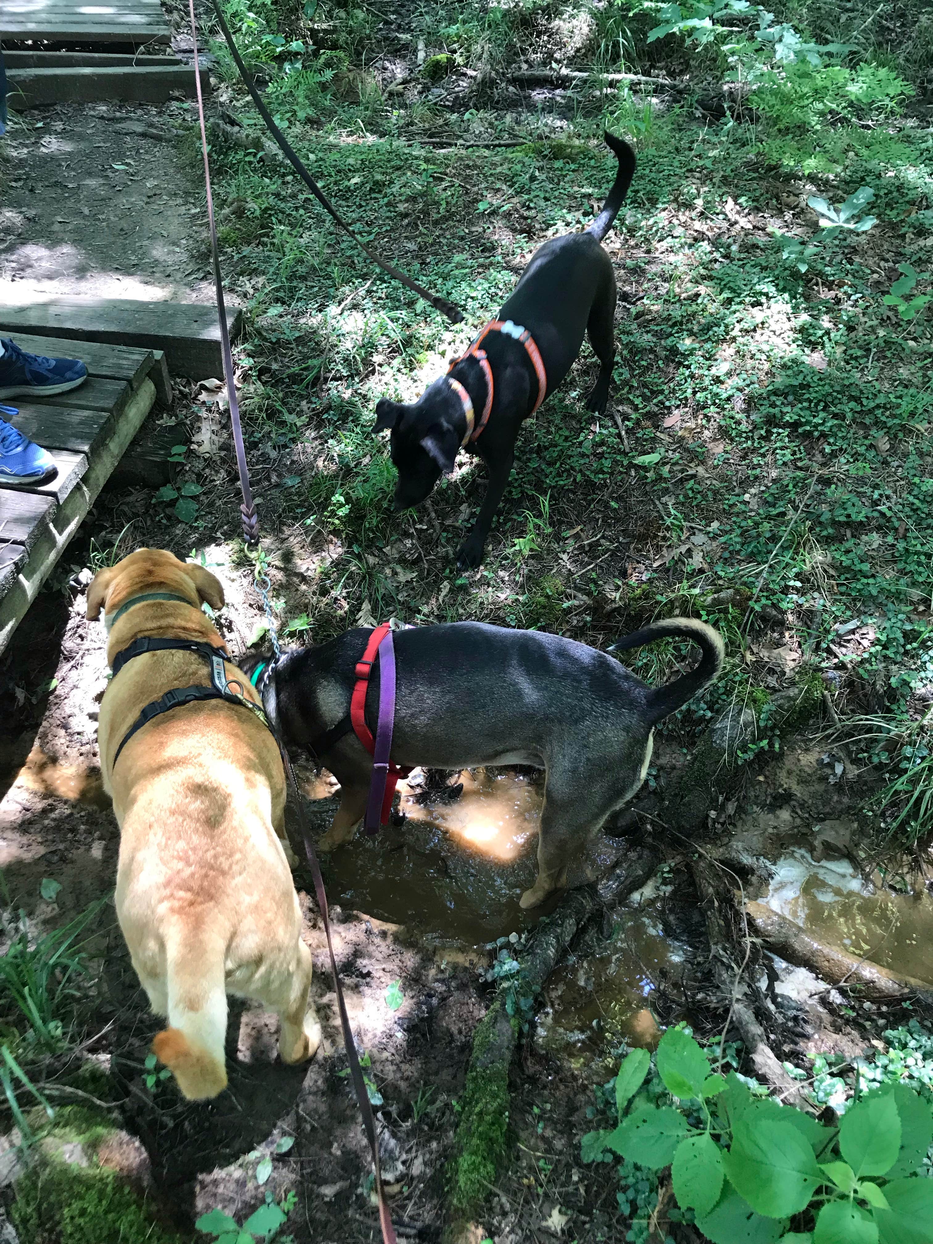 Anne P.'s photo of camping with pets at Daingerfield State Park Campground near Wright Patman Lake