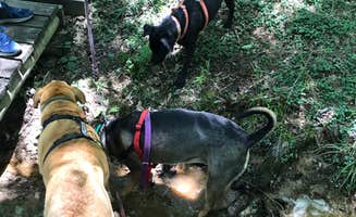 Anne P.'s photo of camping with pets at Daingerfield State Park Campground near Mount Vernon, TX